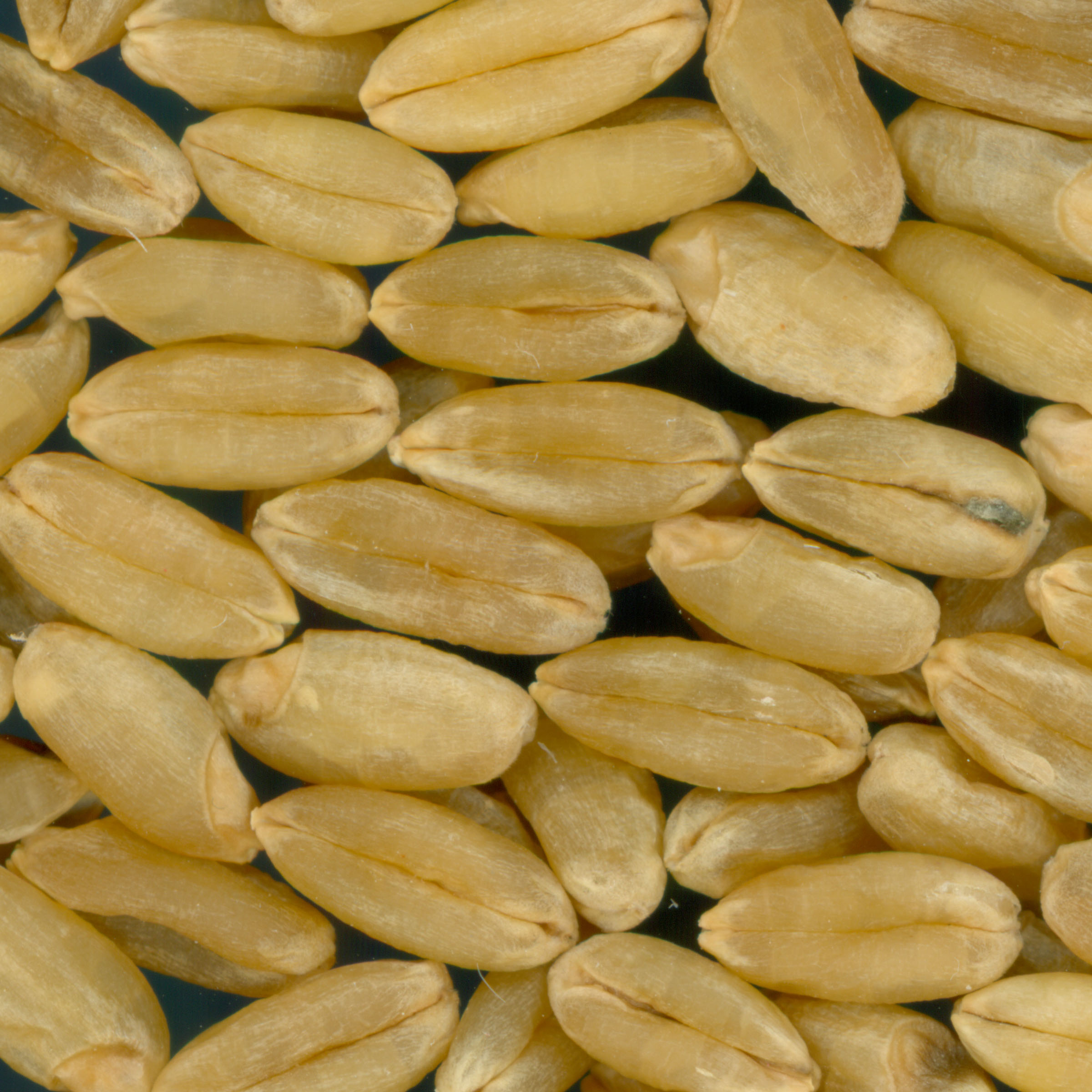 KERNELS
